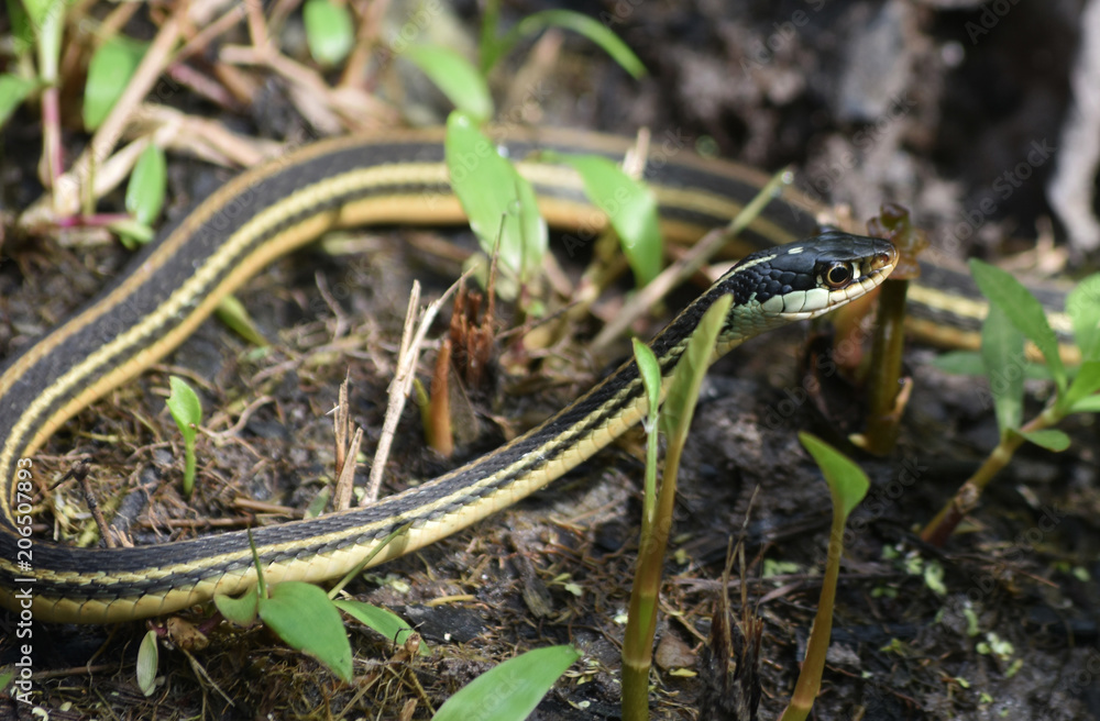 Naklejka premium Barataria Preserve in Louisiana with a Ribbon Snake