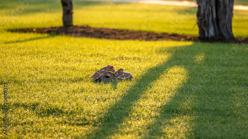 Deer fawn laying on front yard at sun rise photo