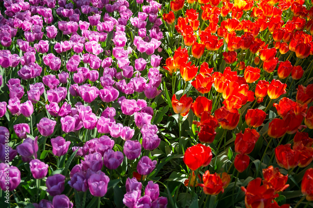 Tulpen im Garten