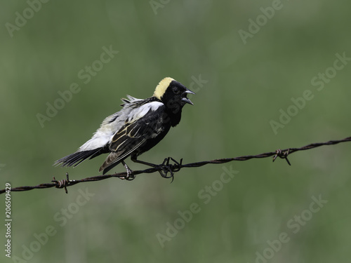 Bobolink Perched on a Fence Wire against Green Background photo