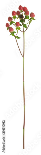 St. John's wort, Hypericum plant isolated on white background