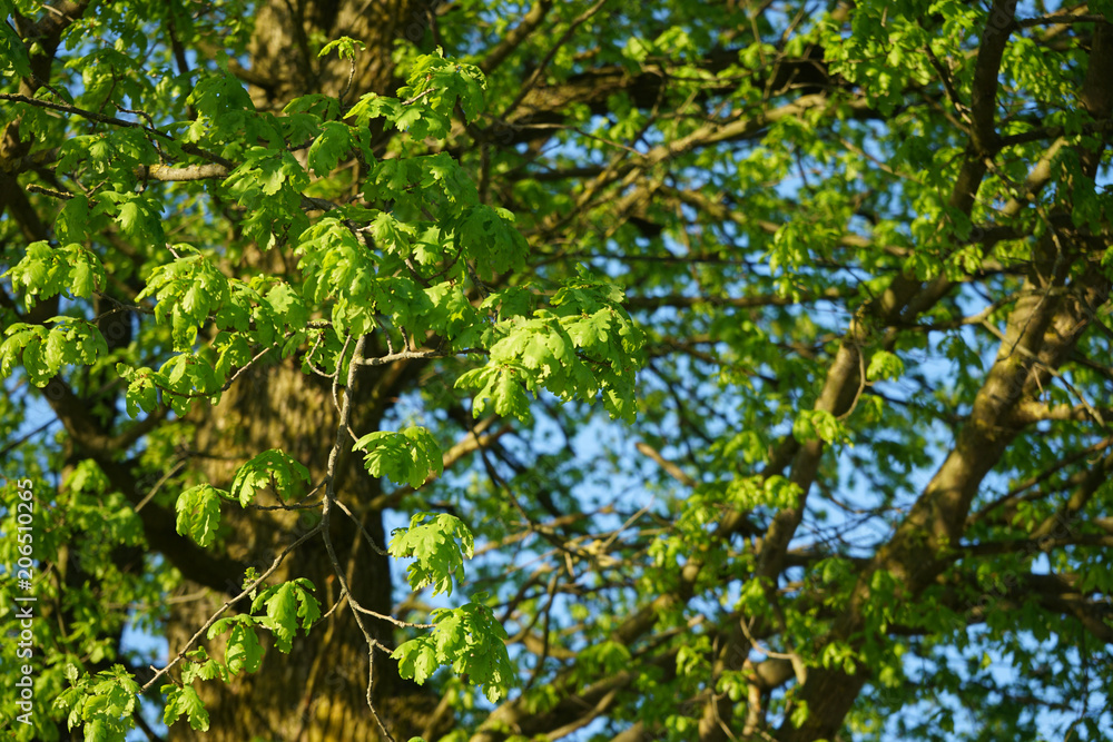 Green oak leaves, background.
