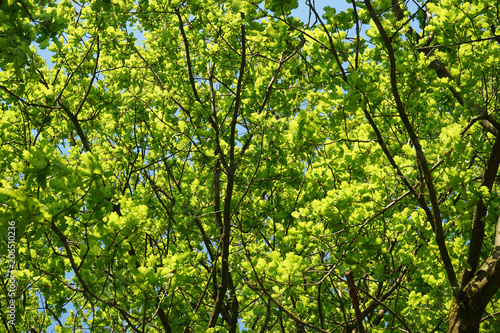 Green oak leaves, background.