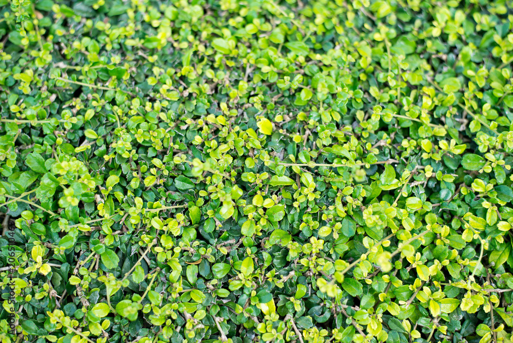 Background of green leaves. Background of green leaves.