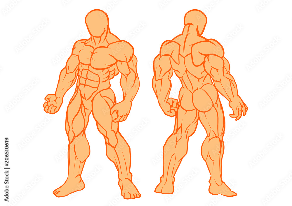 Muscular man, model front view and back view, vector, color ...