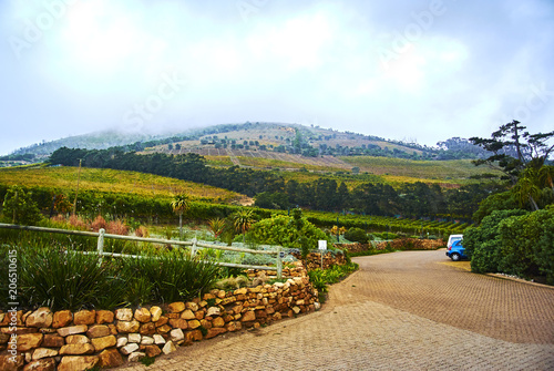 Vineyards in Constantia Cape-Town