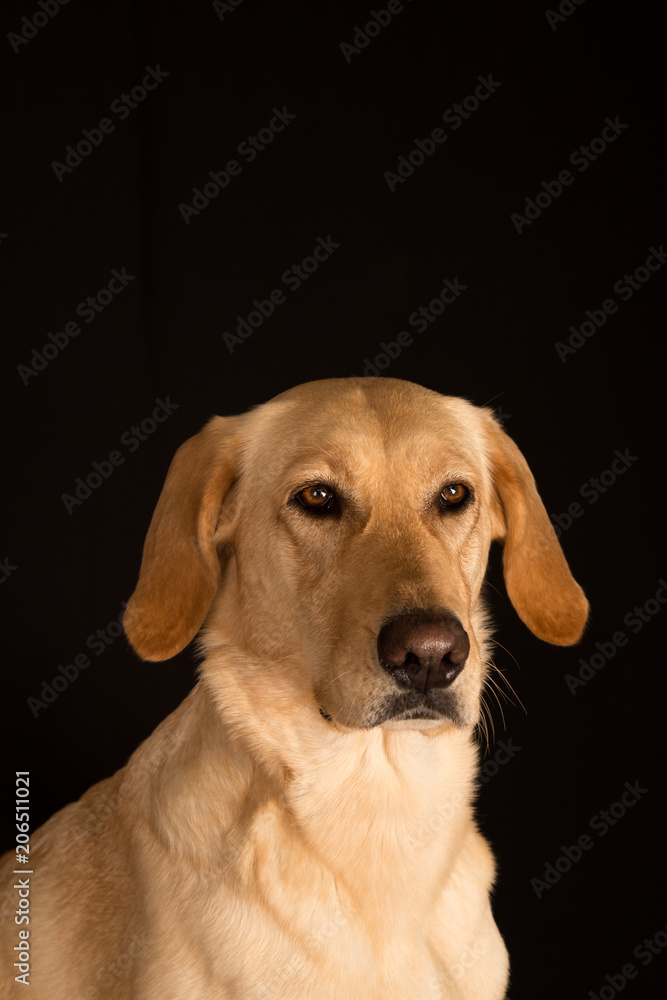 Heller Mischlingshund auf schwarzem Hintergrund