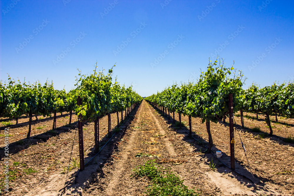 Obraz premium Rows Of Grape Vine Stakes