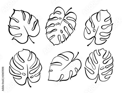 Vector botanical illustration of monstera leaf