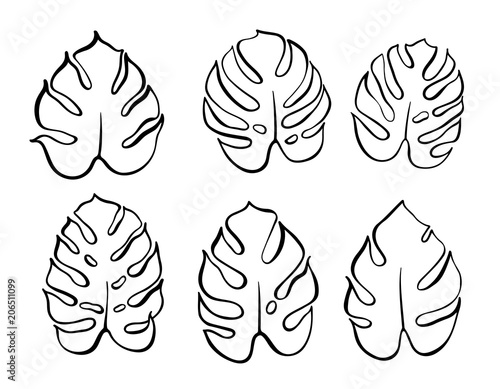 Vector botanical illustration of monstera leaf
