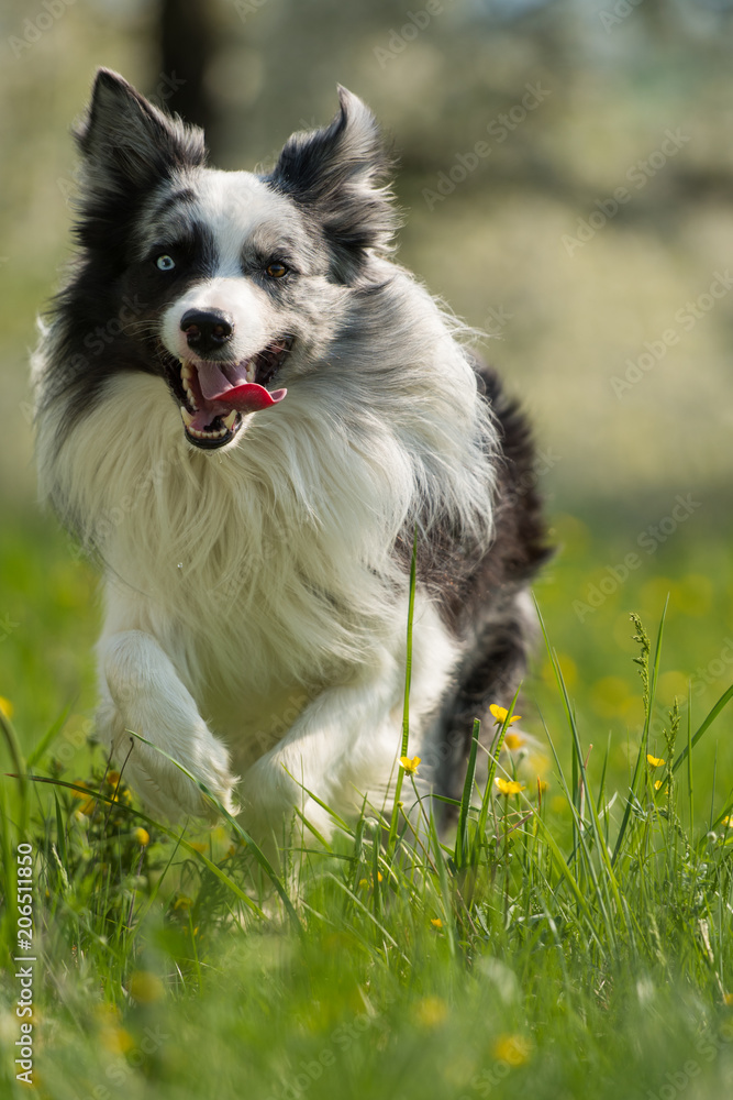 Border Collie rennt durch eine Blumenwiese Border Collie rennt durch eine Blumenwiese