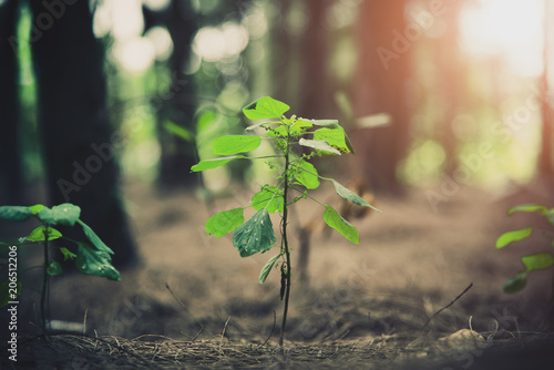 Фотография Close up of little plant glowing up in forest