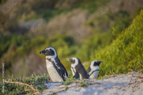 Cute African Penguins waking up at sunrise on Boulders Beach  Cape Town  South Africa.