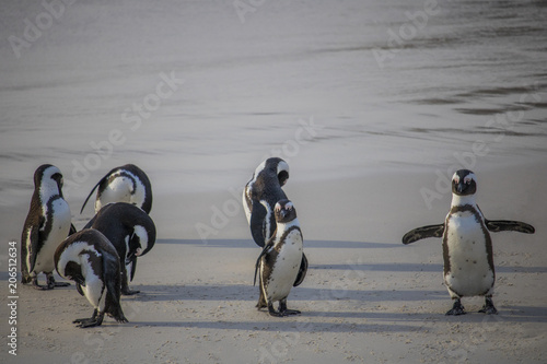 Cute African Penguins washing themselves at sunrise on Boulders Beach, Cape Town, South Africa.