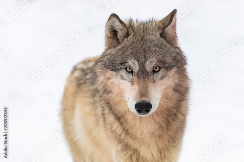 Grey Wolf  Canis lupus  Looks Out Against White