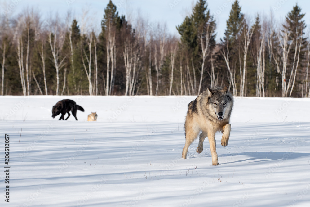 Grey Wolf (Canis lupus) Runs Forward Other Wolves in Background Grey Wolf (Canis lupus) Runs Forward Other Wolves in Background