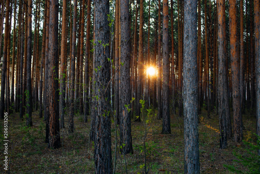 Fototapeta premium sunset in pine forest