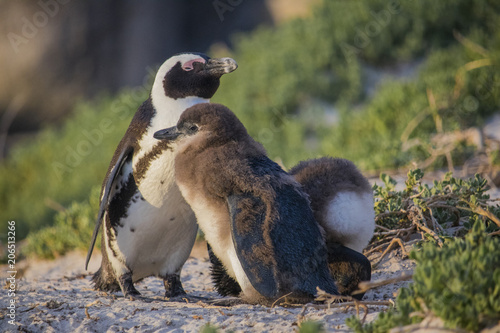Cute African Penguin and her baby penguin waking up at sunrise on Boulders Beach, Cape Town, South Africa.