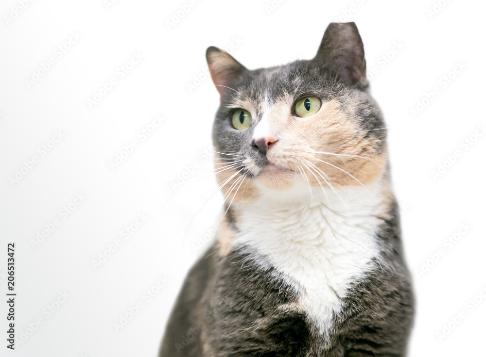 A dilute calico domestic shorthair cat with its ear tipped, indicating that it has been spayed and vaccinated A dilute calico domestic shorthair cat with its ear tipped, indicating that it has been spayed and vaccinated