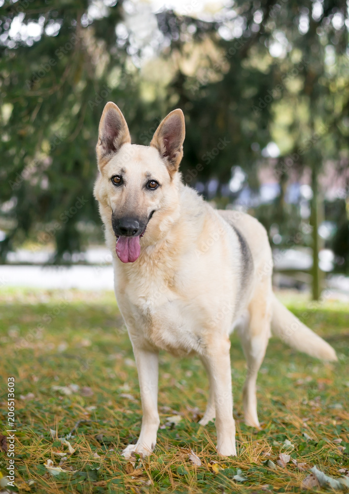 A German Shepherd dog outdoors with a relaxed expression