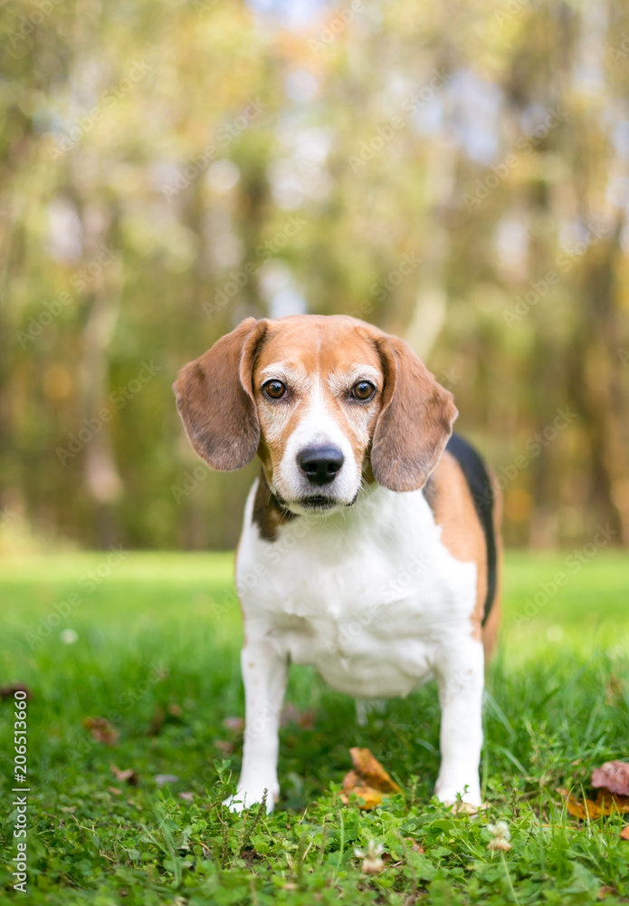 A tricolor Beagle dog outdoors