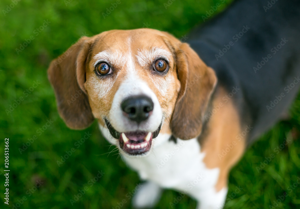 A happy tricolor Beagle dog looking up