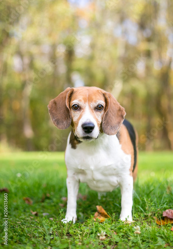 A tricolor Beagle dog outdoors
