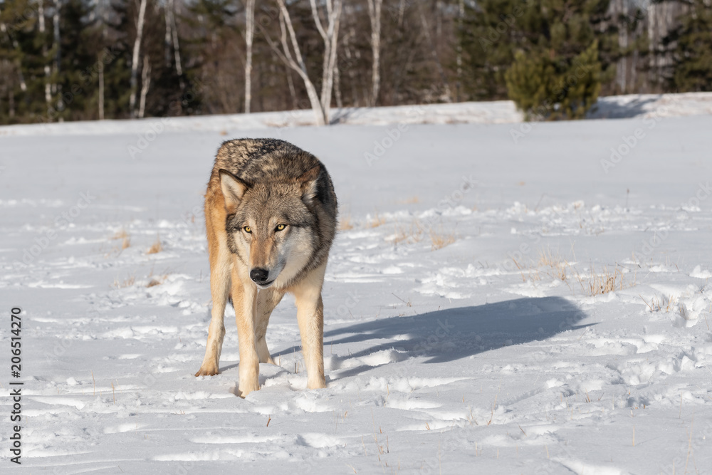 Fototapeta premium Grey Wolf (Canis lupus) Stands Making Eye Contact in Field