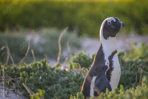 Cute African Penguin waking up at sunrise on Boulders Beach, Cape Town, South Africa.