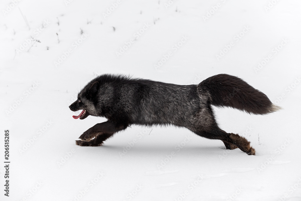 Obraz premium Silver Fox (Vulpes vulpes) Runs Left Tongue Out