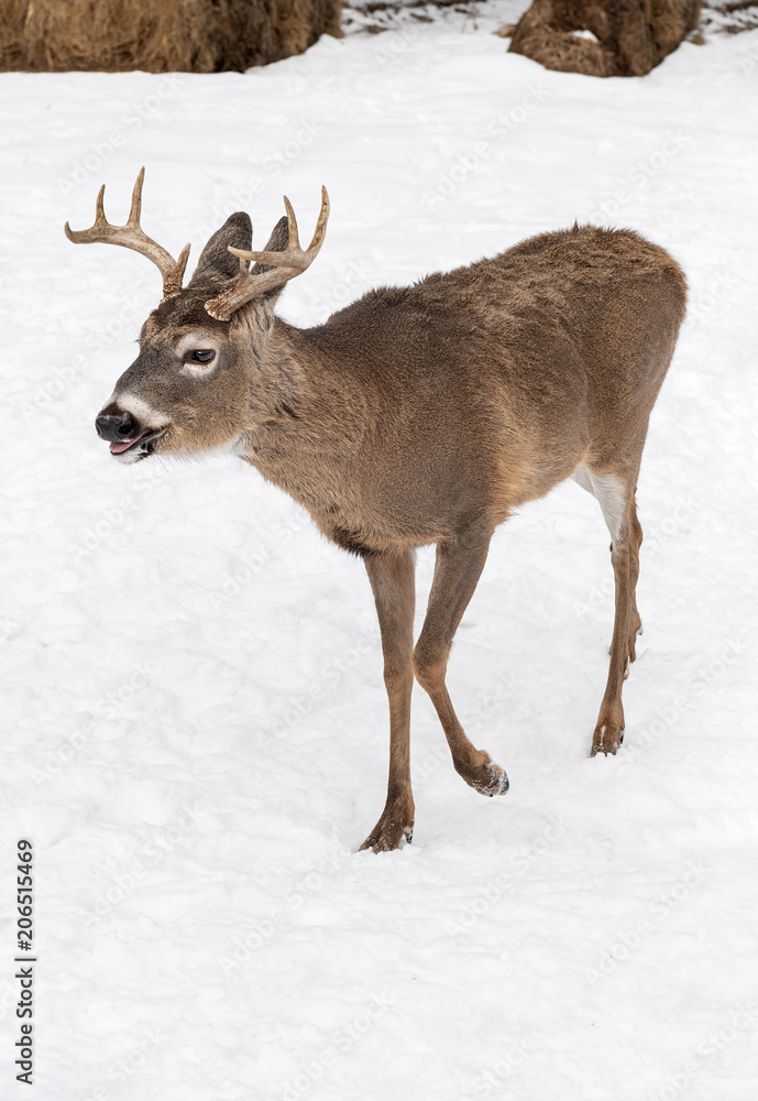 White-Tailed Deer (Odocoileus virginianus) Walks Left White-Tailed Deer (Odocoileus virginianus) Walks Left