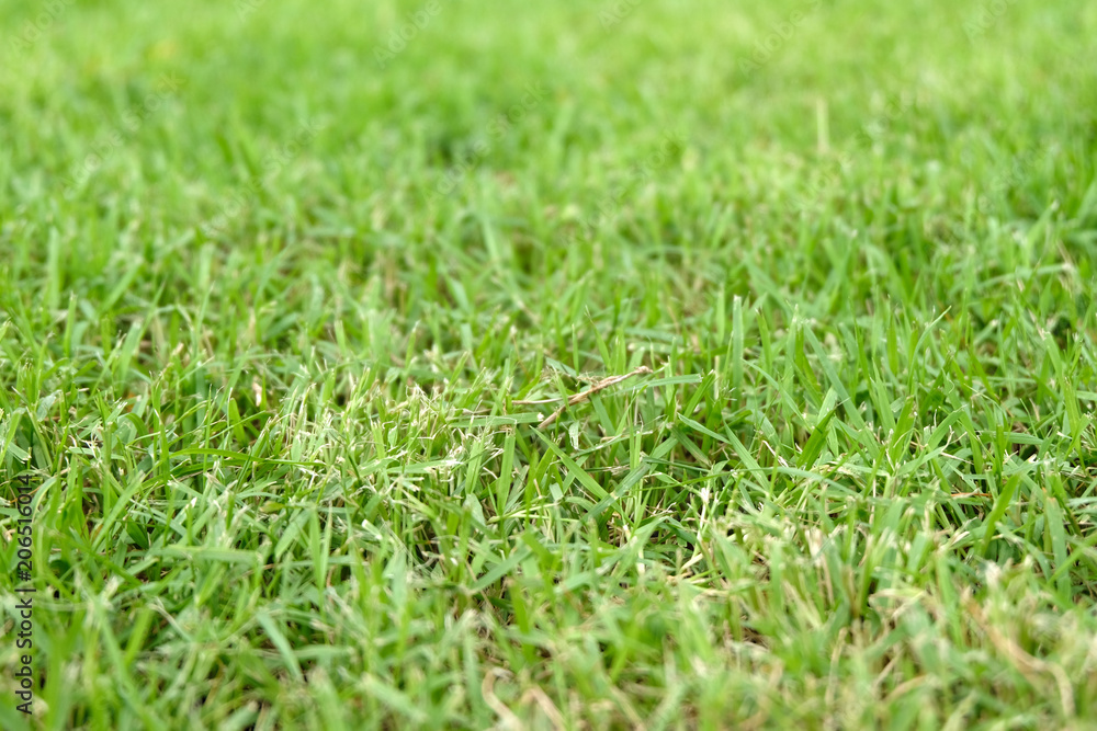 Beautiful green grass texture Beautiful green grass texture
