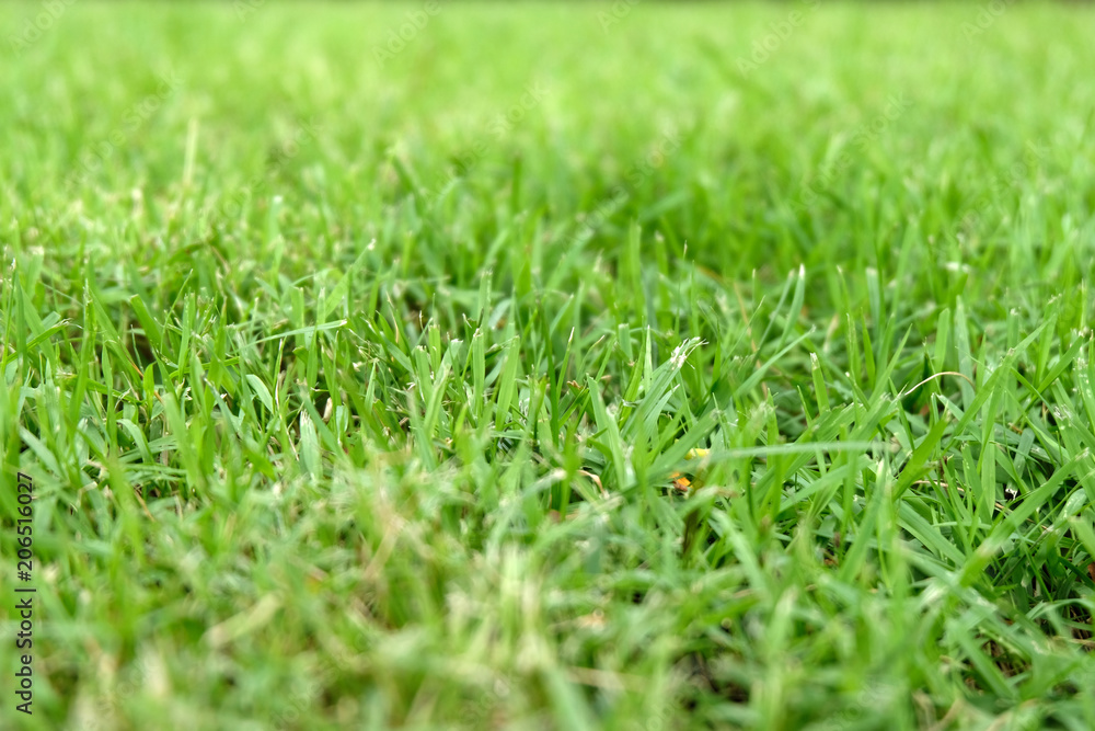 Beautiful green grass texture Beautiful green grass texture