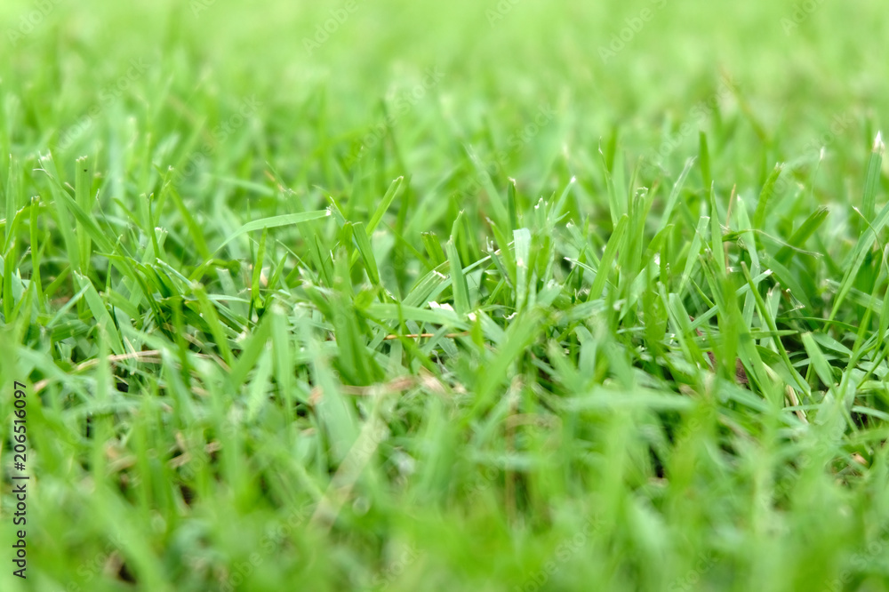 Beautiful green grass texture Beautiful green grass texture