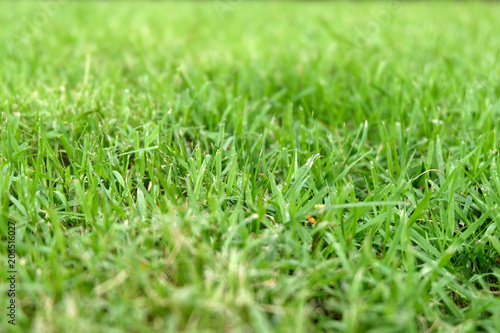 Beautiful green grass texture