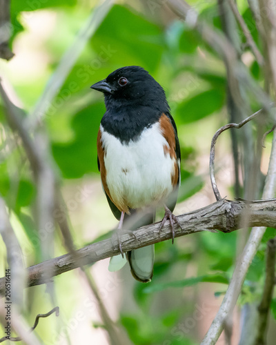 Eastern Towhee