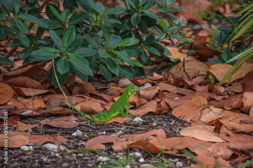 Green lizard in the foliage