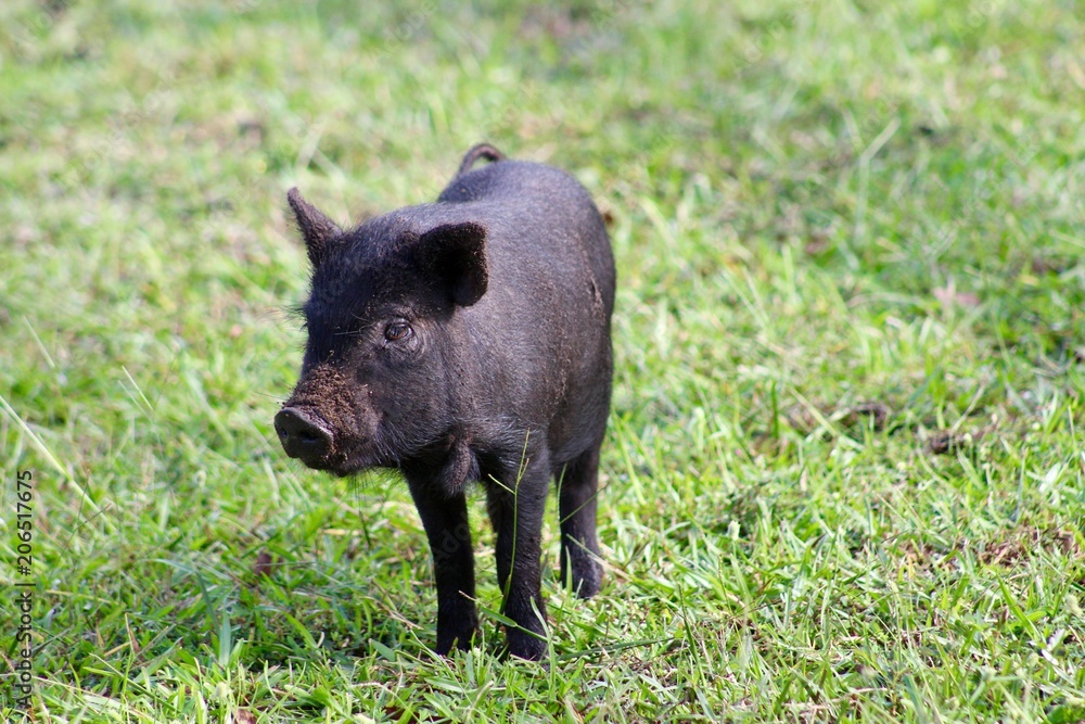 Cute Baby Pig