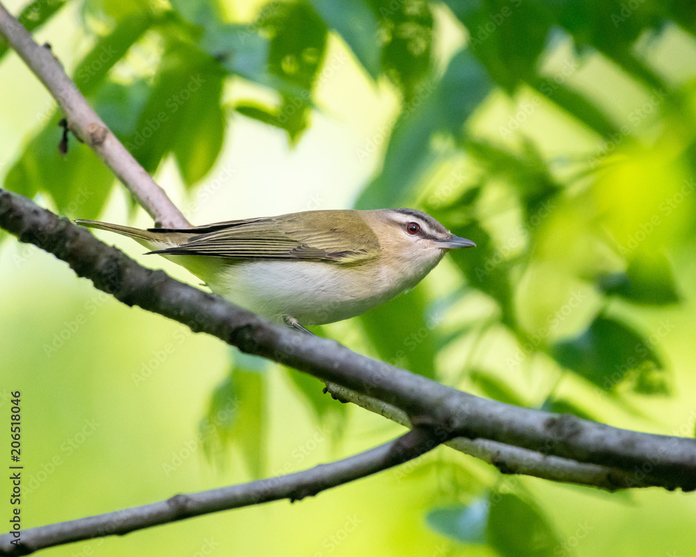 Red-eyed Vireo