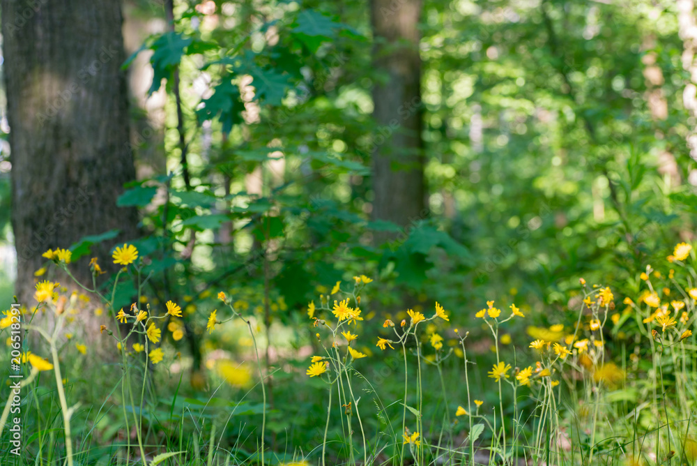 yellow flowers in summer forest yellow flowers in summer forest