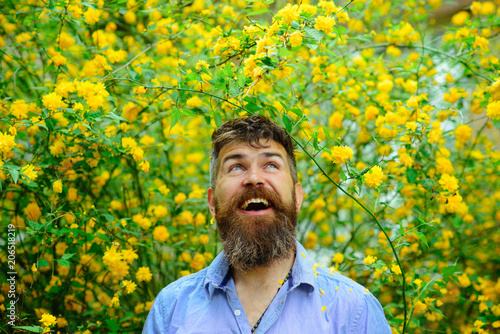 Man with excited expression walking in blooming garden with tall yellow flowers, happiness concept. Male florist having fun in his orchard. Bearded man enjoying day in countryside