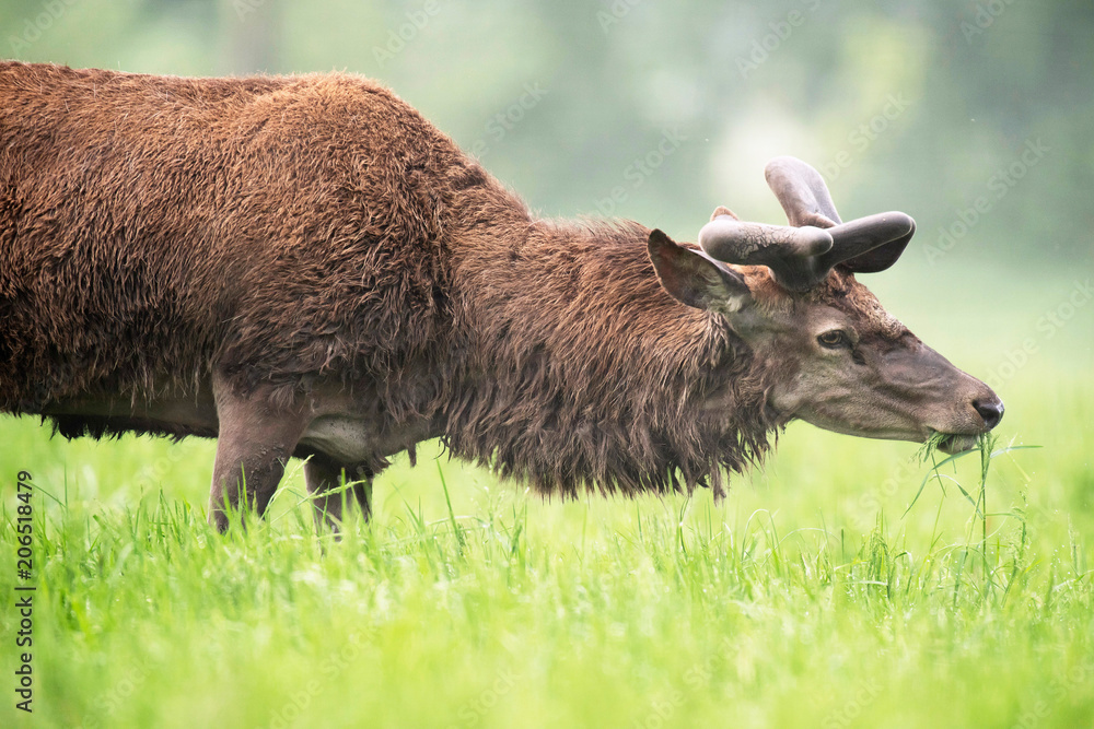 Fototapeta premium Grazing red deer stag with new antlers in velvet.