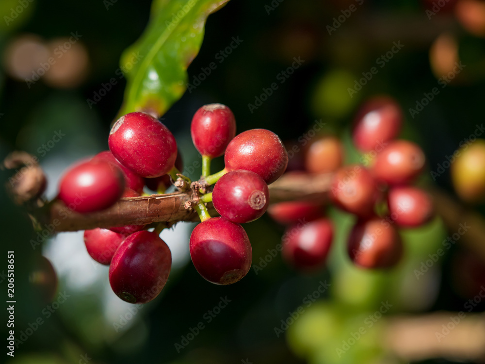 ripe coffee beans on the farm ripe coffee beans on the farm