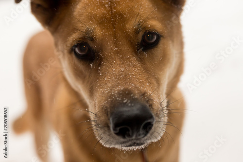 dog with snowy nose