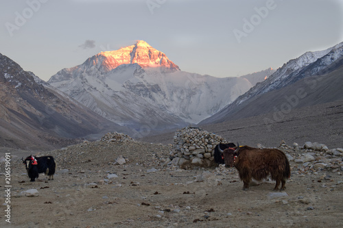 Mt. Everest at Sunset with Yaks A