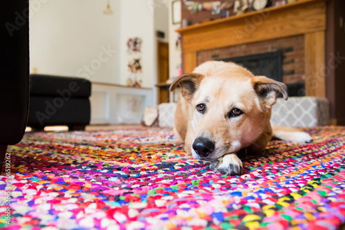 tan dog on multicolored rug © Elena