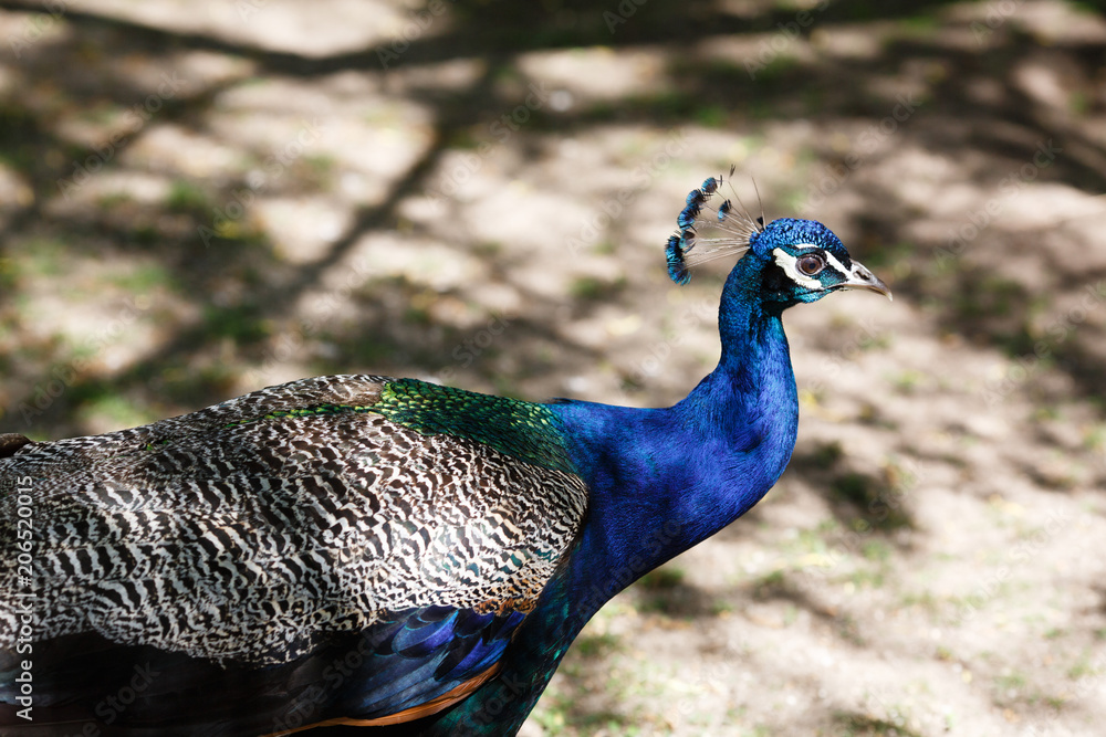 Fototapeta premium Beautiful bird male peacock close up sing song. Shot made in Reservation (national park) Askania Nova, Ukraine