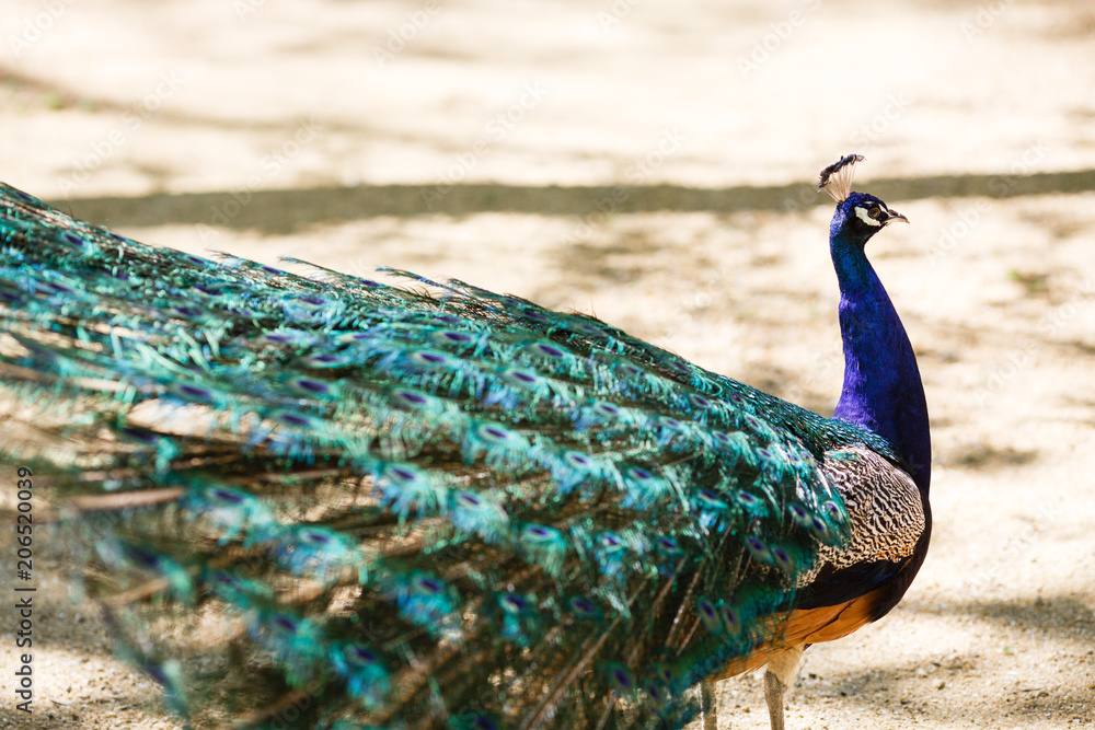 Fototapeta premium Beautiful bird male peacock close up sing song. Shot made in Reservation (national park) Askania Nova, Ukraine