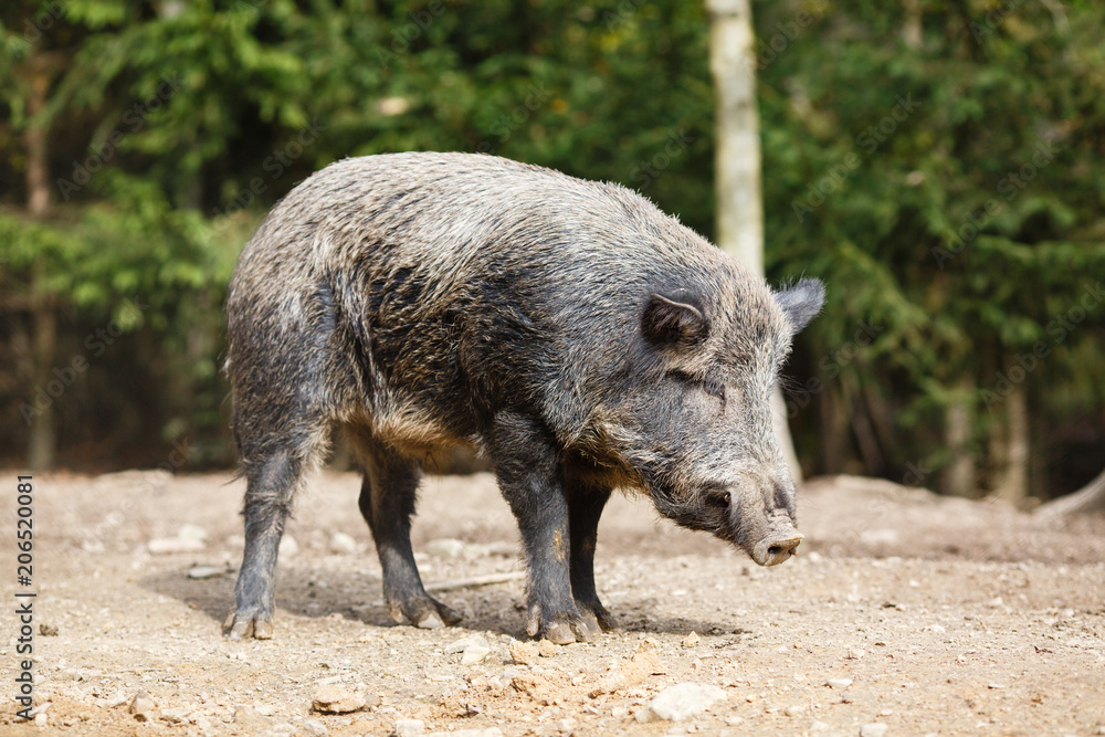 Wild pig in the summer forest Wild pig in the summer forest
