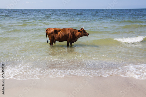 Funny brown cow is standing in the sea on a sunny day near by sea coast and beach